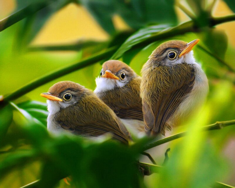 Three baby birds in a bush