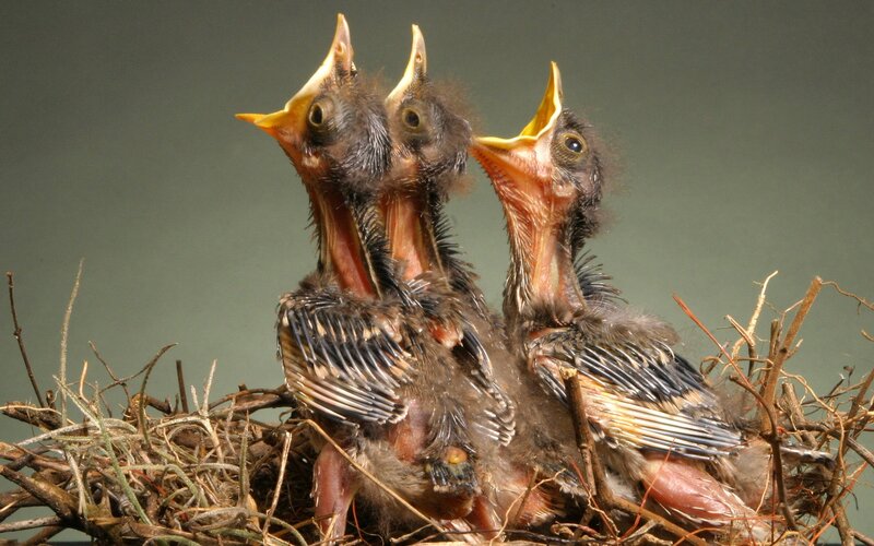 three baby birds in a nest
