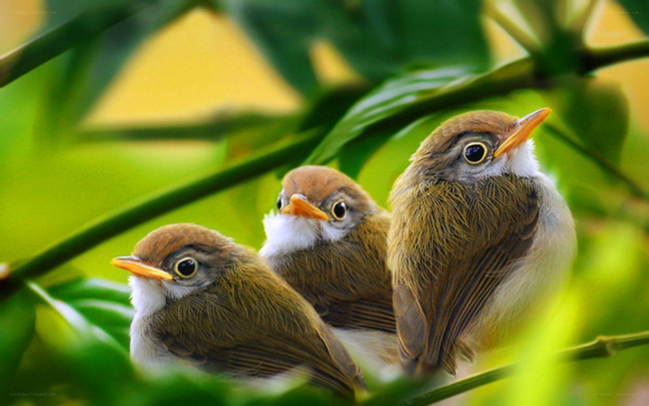 Three baby birds in a tree