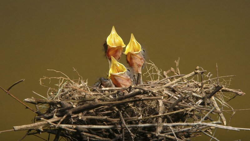Three Baby Birds in Nest — Brown