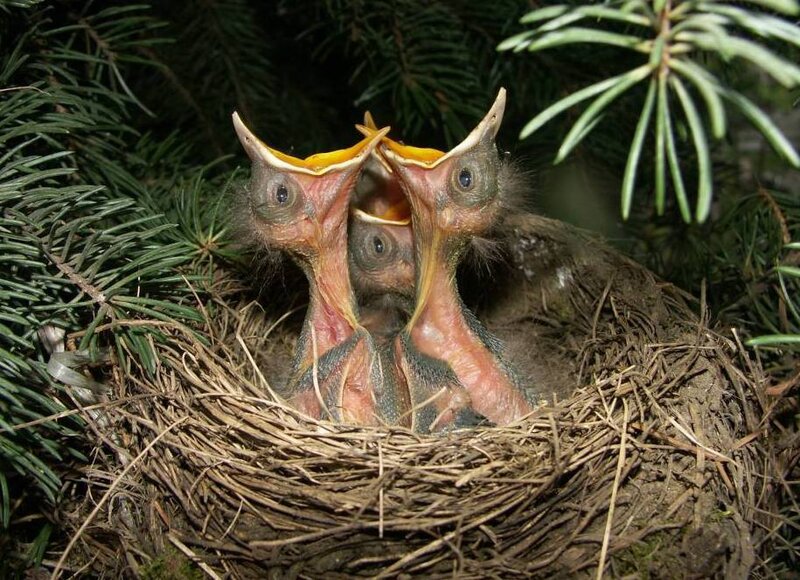 Three Baby Birds in Nest