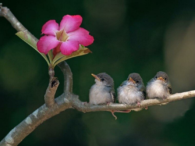 Three baby birds on a branch