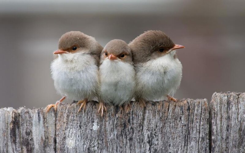 three baby birds on a fence