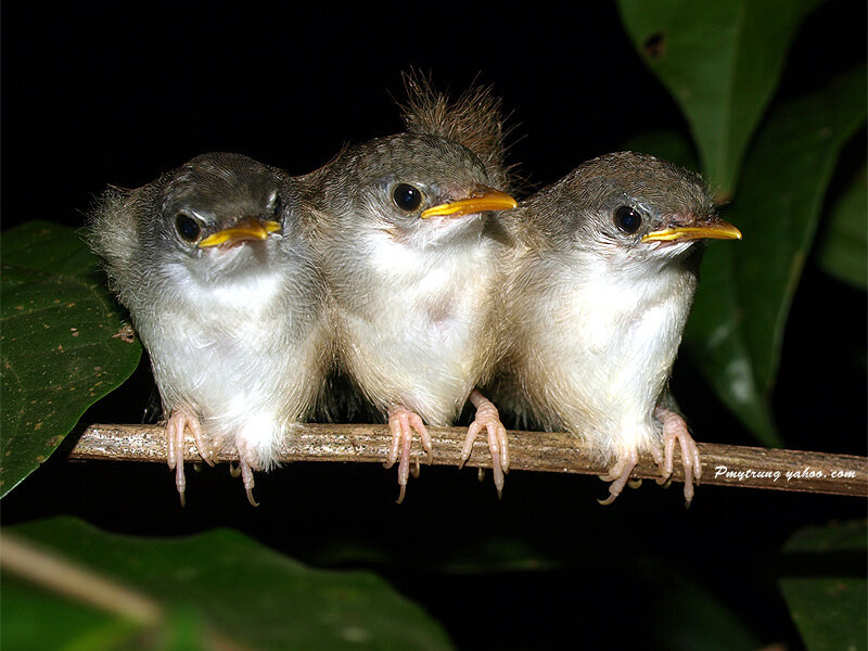 Three Baby Birds on Branch