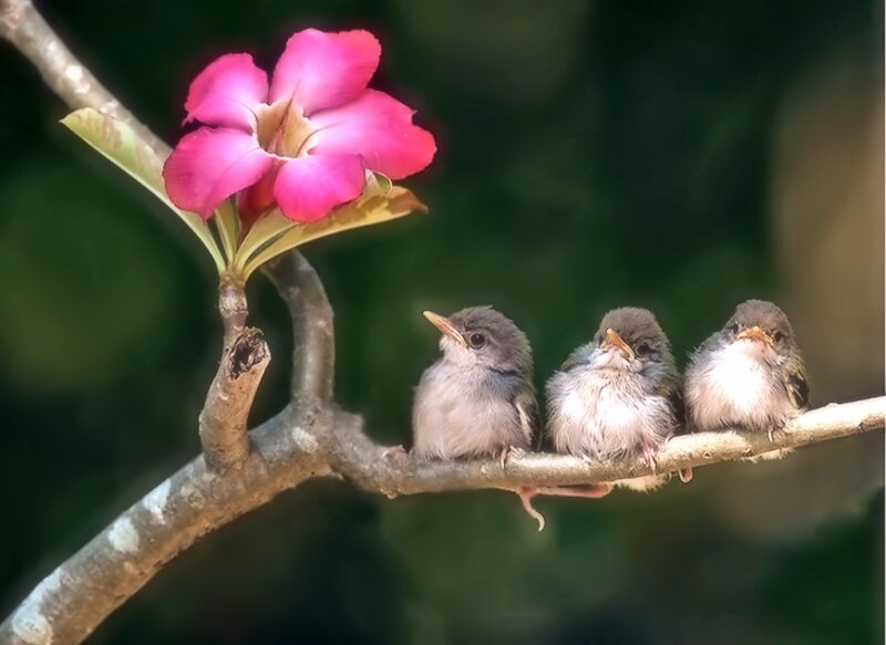Three Baby Birds — Pink, Serene
