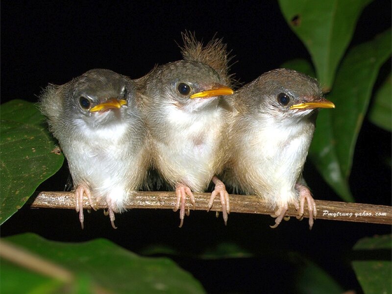 Three Baby Birds