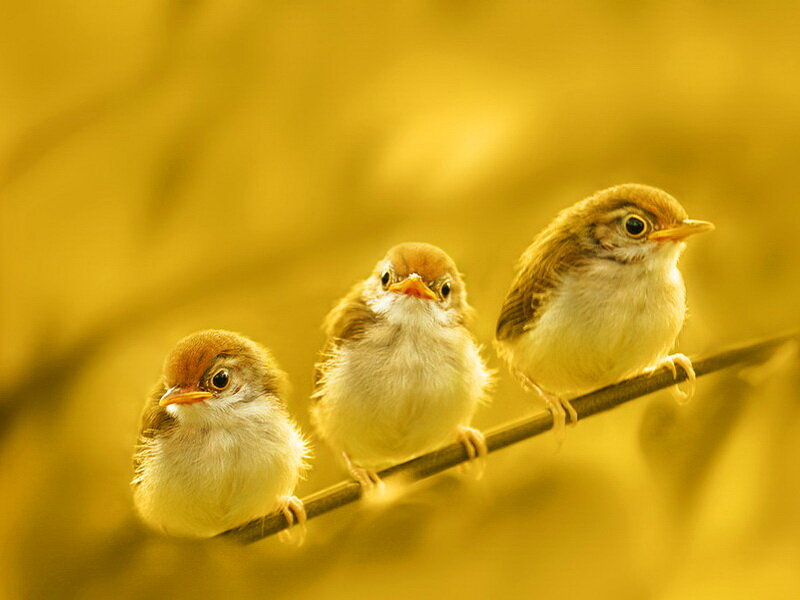 Three Baby Birds — Yellow