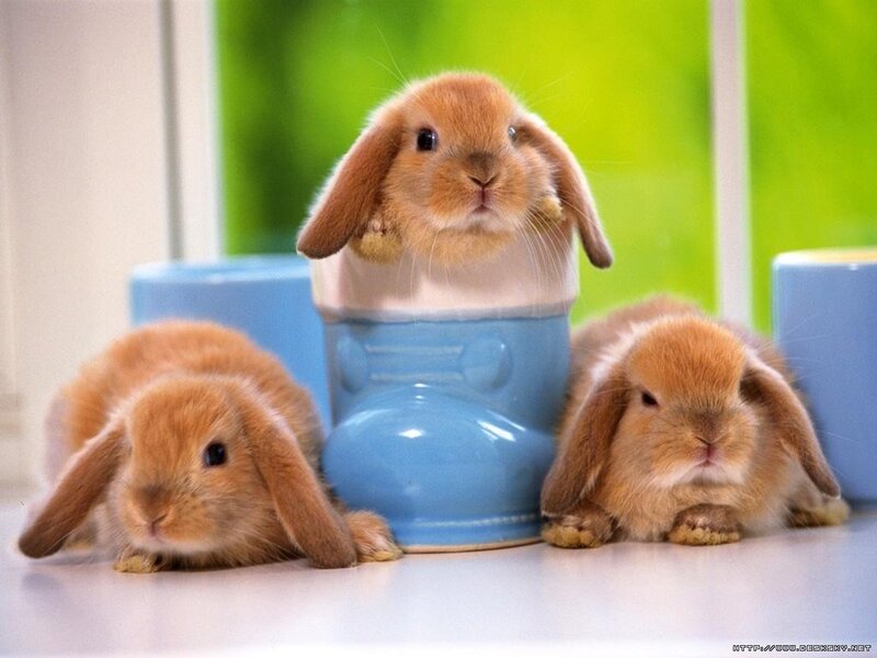 Three Baby Bunnies — Brown, Calm