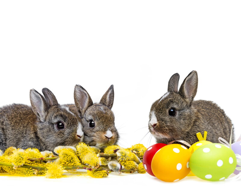 Three Baby Bunnies — Brown, Innocent