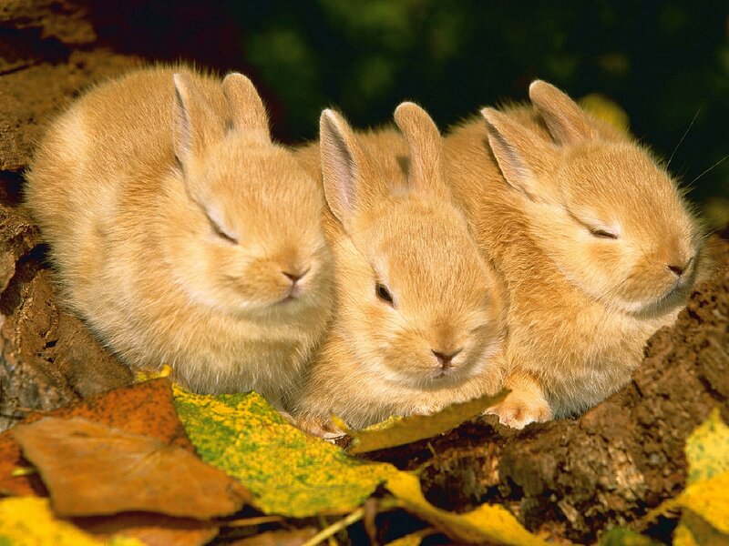 Three Baby Bunnies — Brown, Peaceful, Autumn