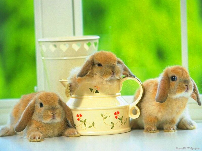 Three Baby Bunnies — Green