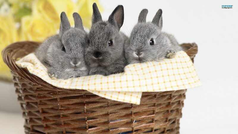 three baby bunnies in a basket