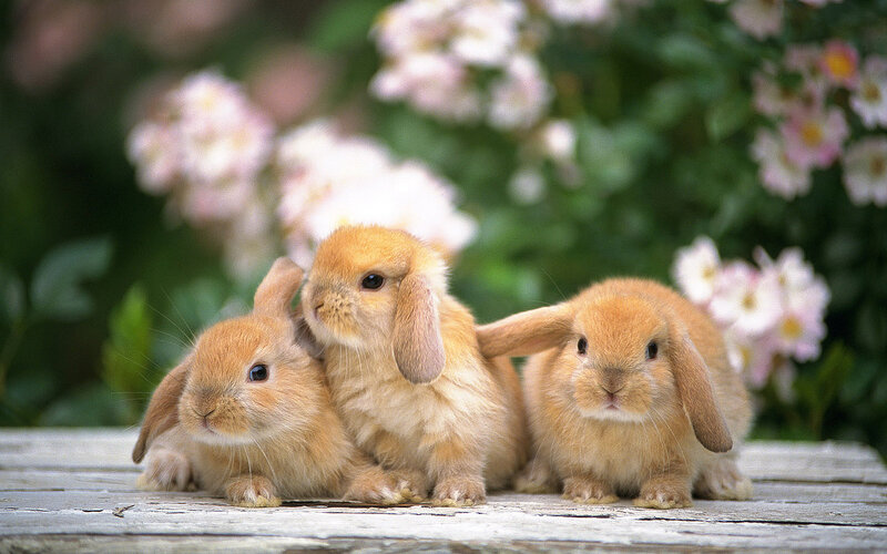 Three baby bunnies on a table