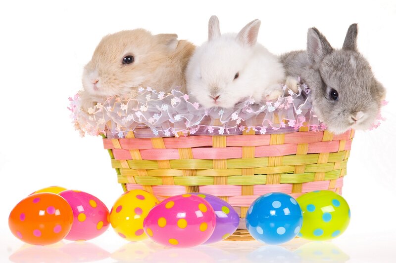 Three Baby Bunnies — Pink