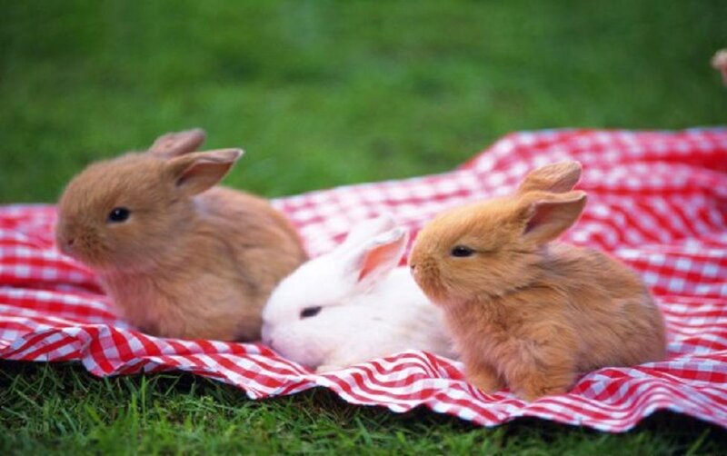 Three Baby Bunnies — Red