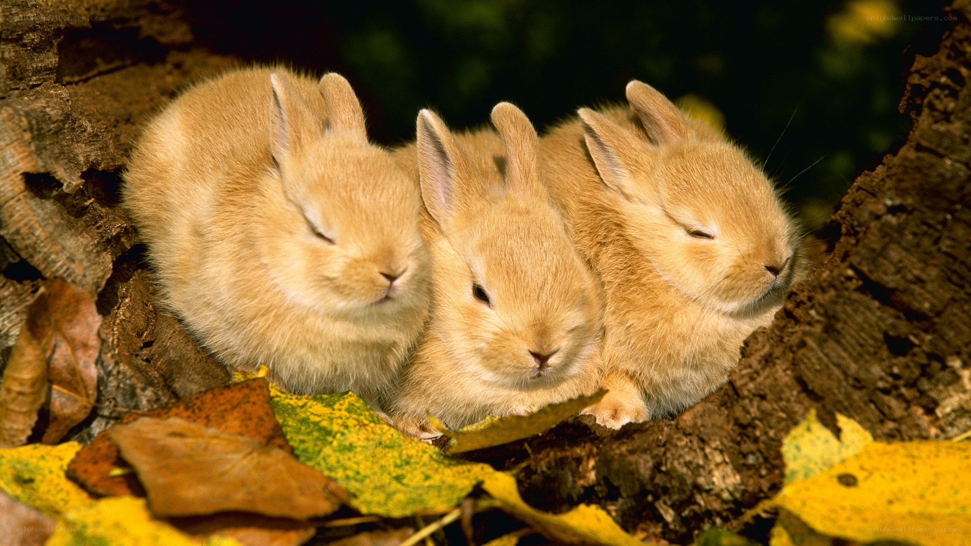Three baby bunnies sleeping