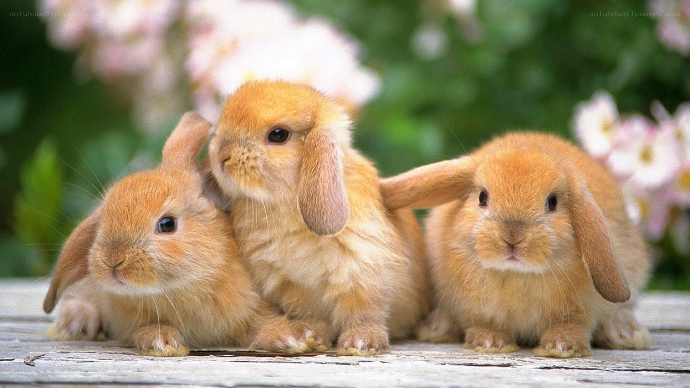 three baby bunnies together