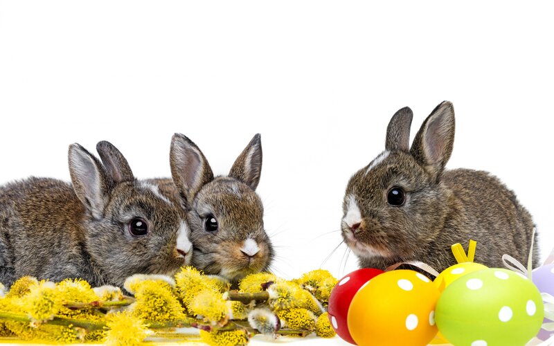 Three Baby Bunnies — Yellow