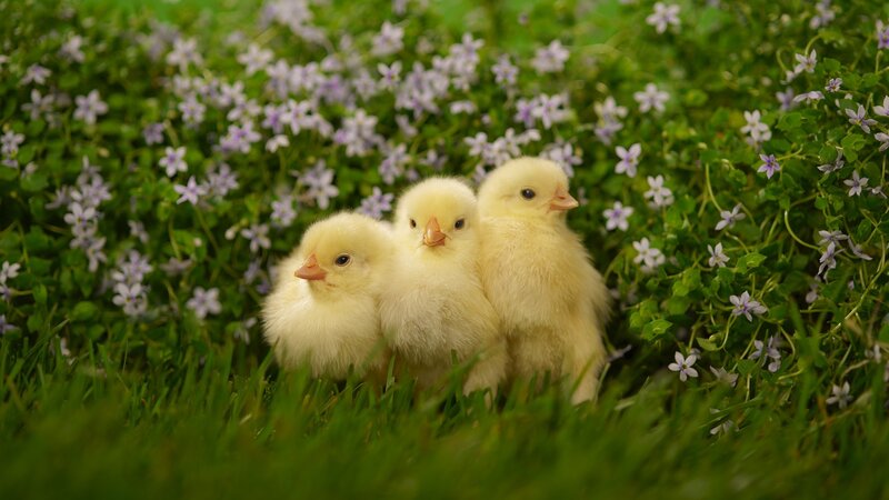 Three Baby Chicks — Yellow