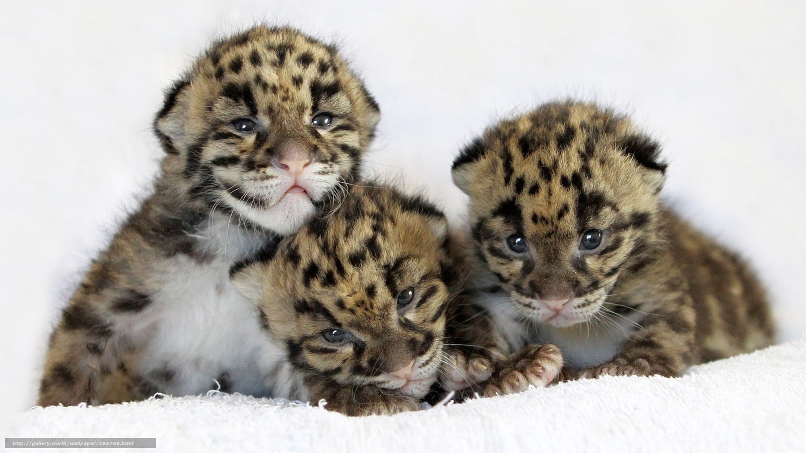 Three baby clouded leopards