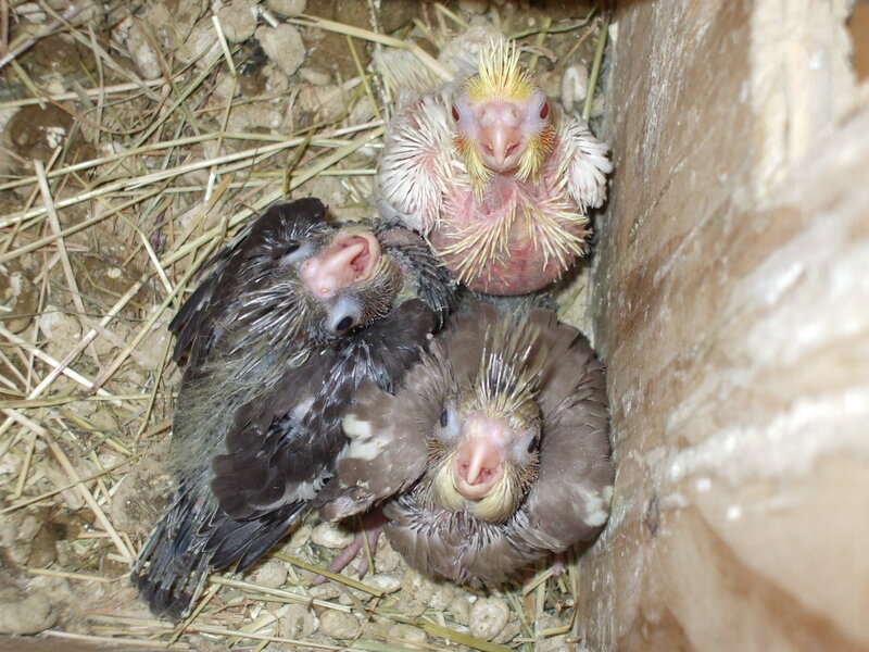 Three Baby Cockatiels