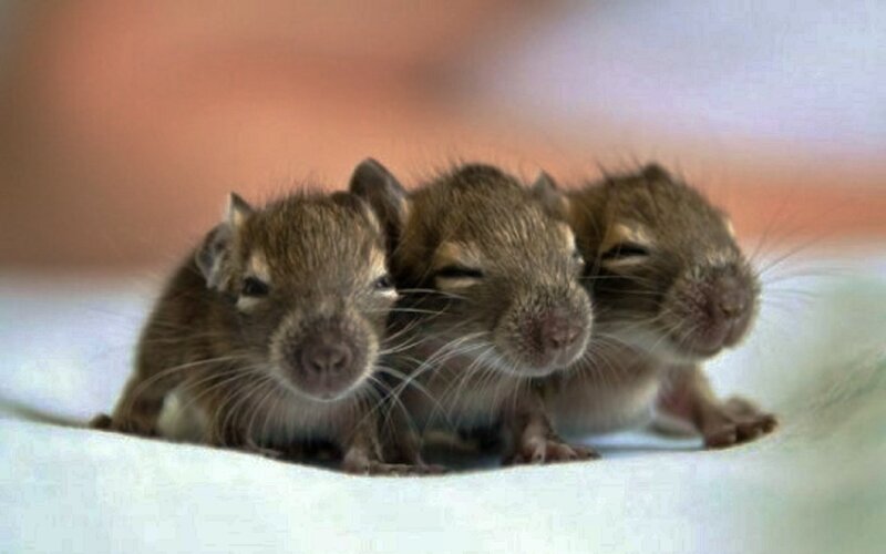 Three Baby Gerbils