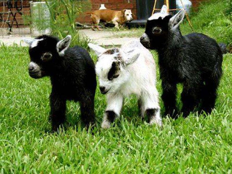Three Baby Goats