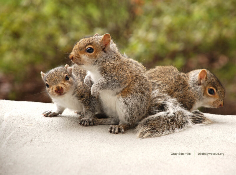 Three baby gray squirrels