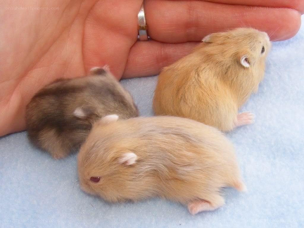 Three baby hamsters with a hand