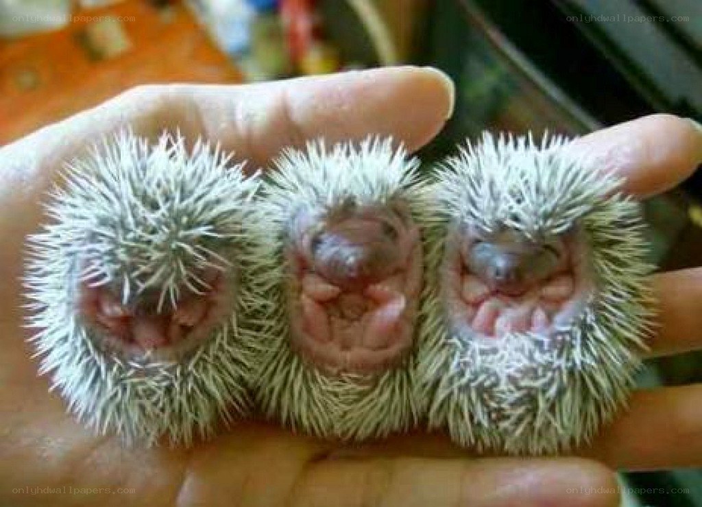 three baby hedgehogs in hand