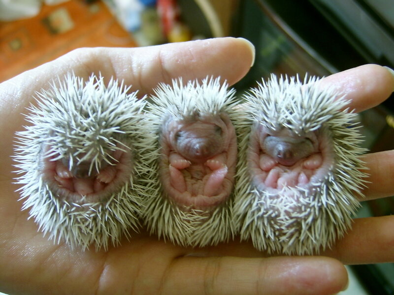 Three Baby Hedgehogs