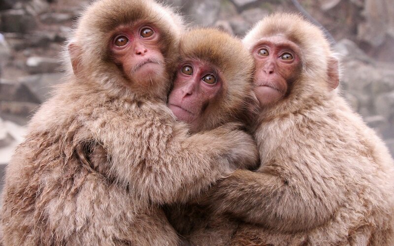 Three Baby Monkeys — Brown