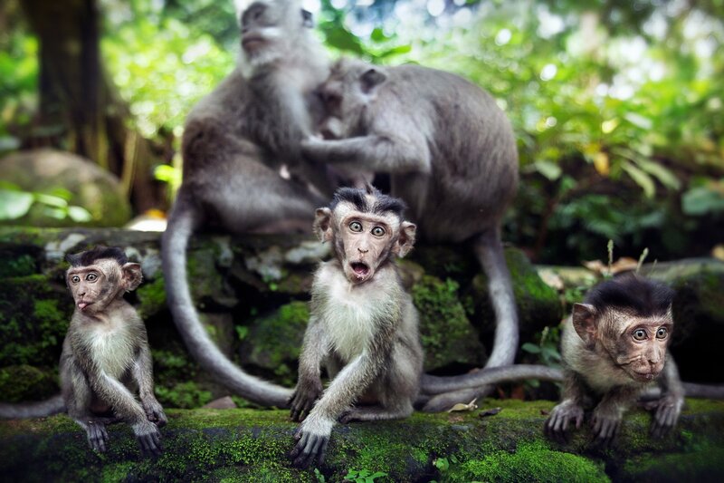 Three Baby Monkeys — Green, Natural