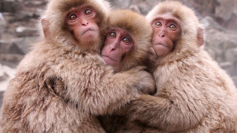 Three Baby Monkeys