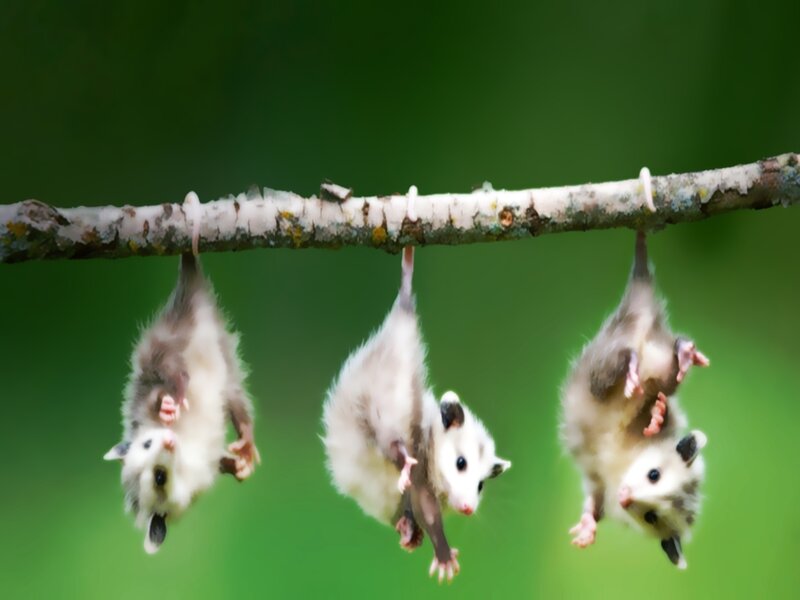 Three Baby Opossums — Green