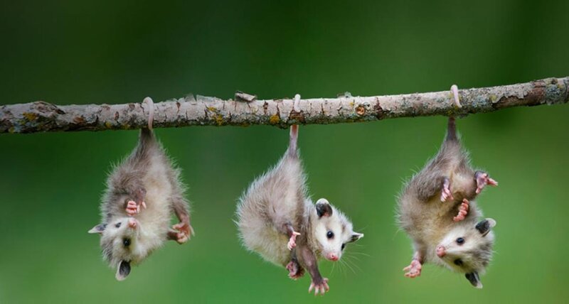 Three Baby Opossums