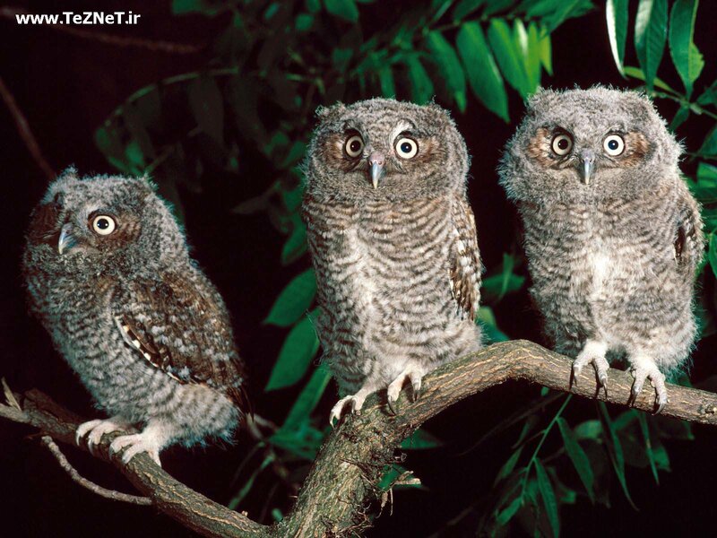 Three Baby Owls — Gray