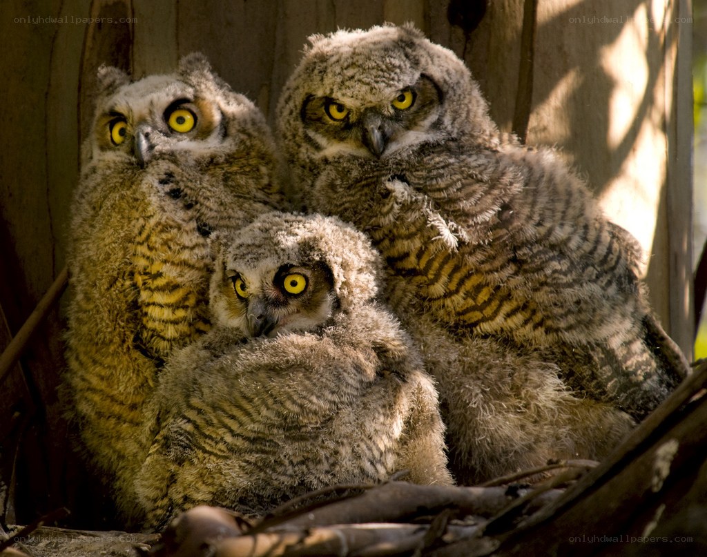 three baby owls in a nest