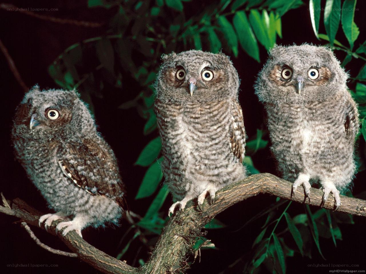 Three baby owls on a branch