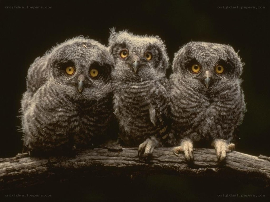 Three baby owls on a branch