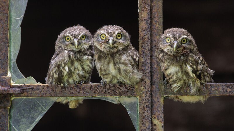 Three baby owls on a fence
