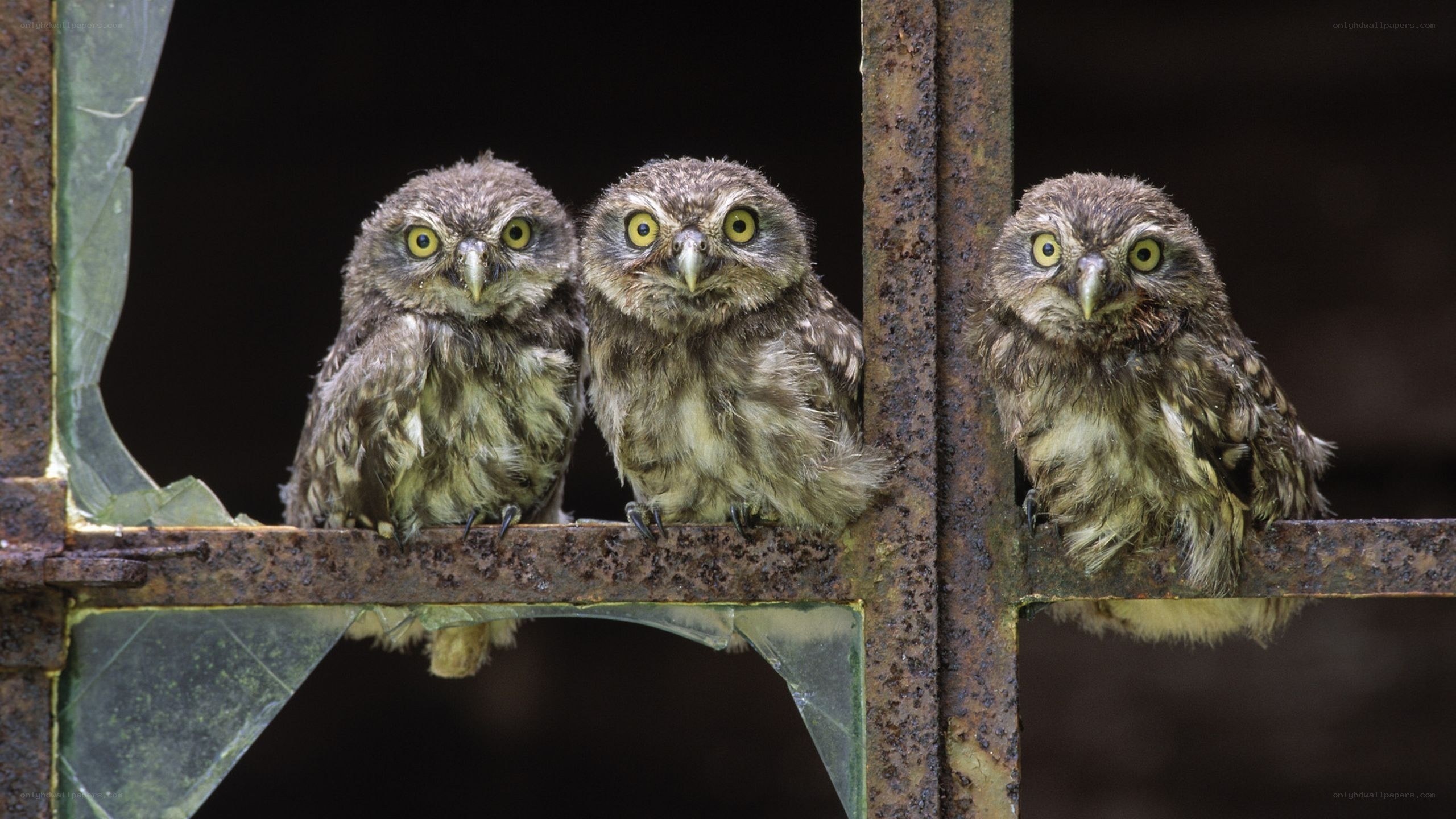 Three baby owls on a fence