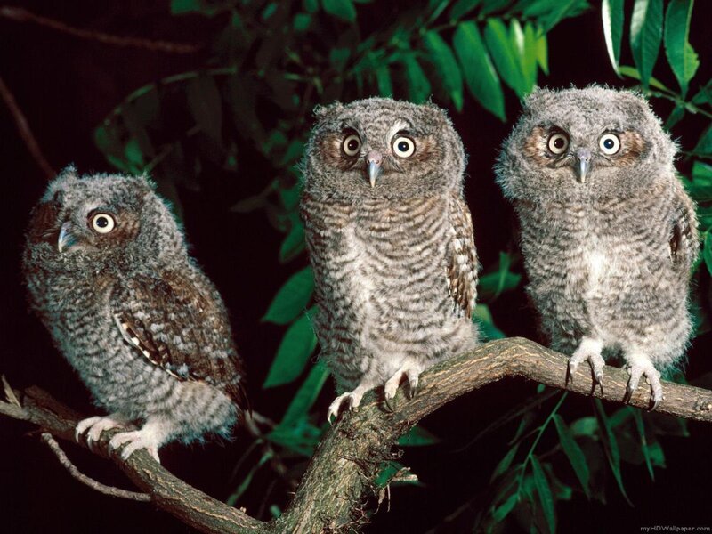 Three Baby Owls on Branch