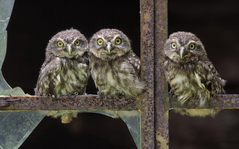 Three Baby Owls