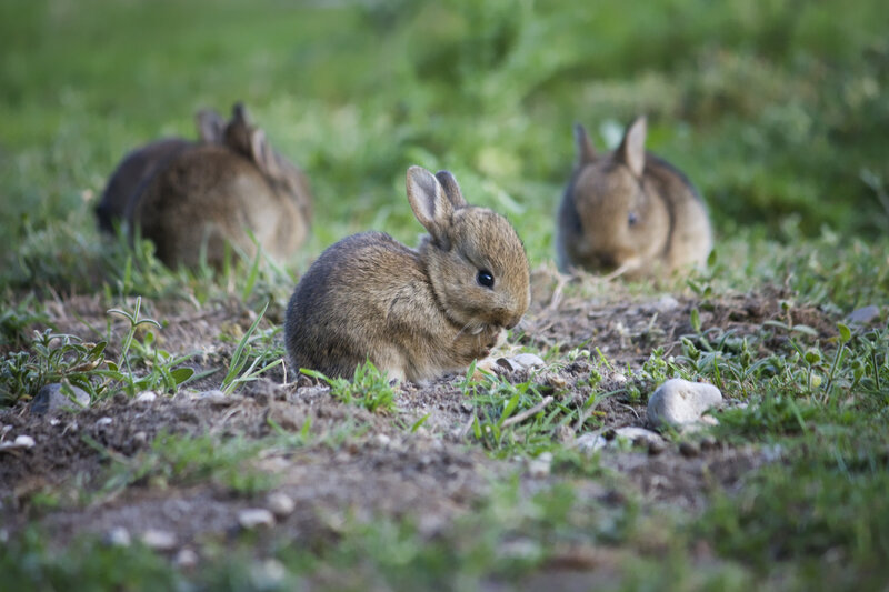 Three Baby Rabbits — Brown, Calm