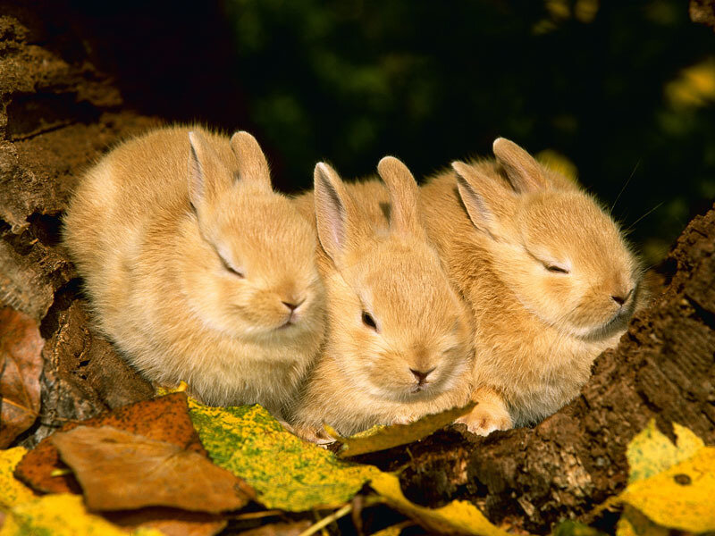 Three Baby Rabbits — Brown