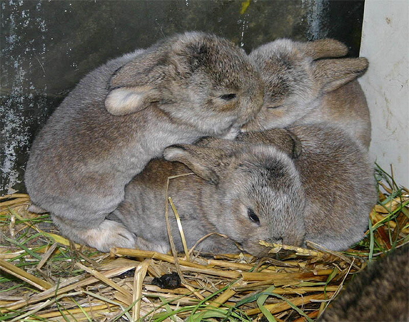 Three Baby Rabbits — Gray