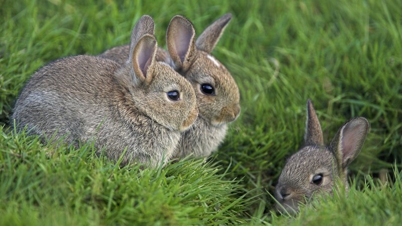 Three Baby Rabbits — Green, Calm, Afternoon, Photograph, Grass