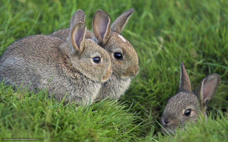 Three Baby Rabbits — Green, Calm, Afternoon