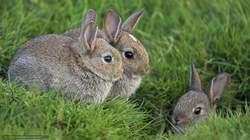 Three Baby Rabbits — Green, Calm